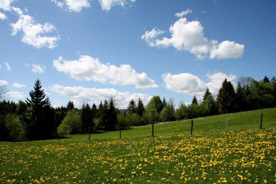 Auberge De La Perdrix Hauterive-la-Fresse ภายนอก รูปภาพ